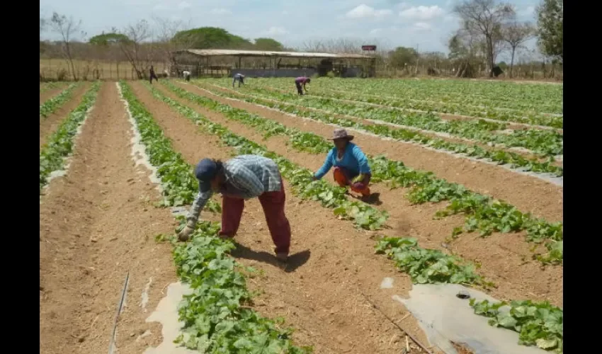 Productores de poroto en Herrera 