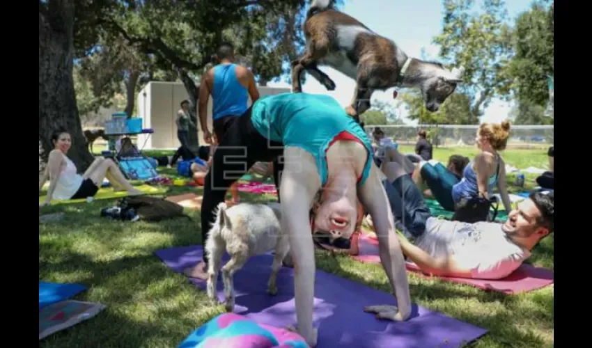 Yoga con animales 