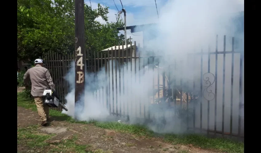 Este año la cifra va en aumento por la cantidad de criaderos en los patios de las casas 