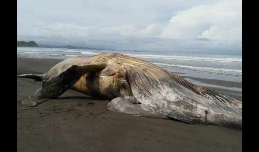 La fuente expuso que es probable que el animal pudiera haberse varado producto de efectos como el mar de fondo o los oleajes