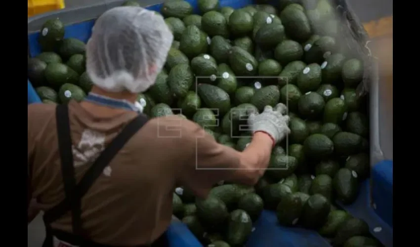 Aguacate