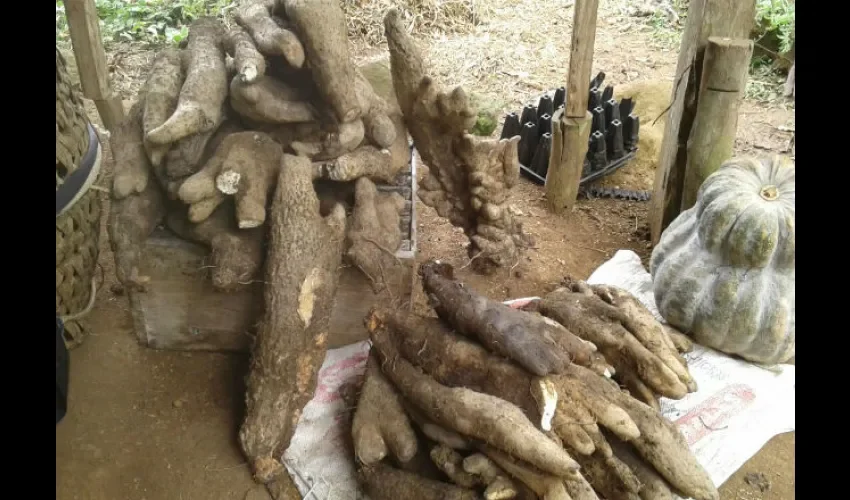 Otras verduras también tienen gran tamaño.