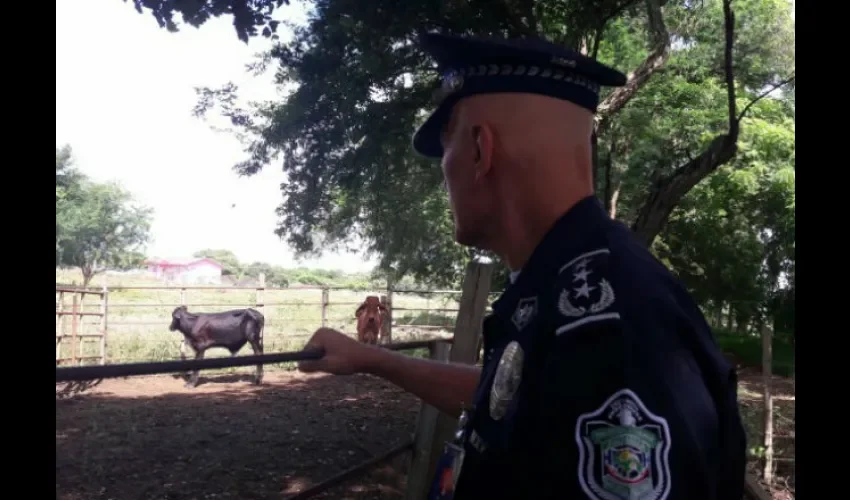 Pinilla informó que se procedió a informar de inmediato en el Programa de Ganaderos Vigilante