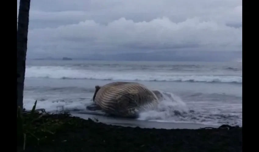  El hallazgo de la especie se dio por algunos surfistas