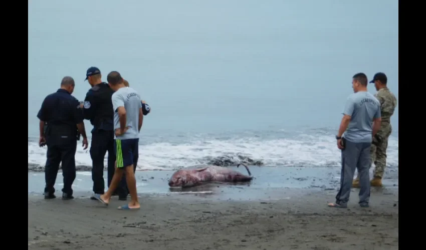 La playa El Rompio  queda en el sector de Los Guayaberos en Santa Ana de Los Santos