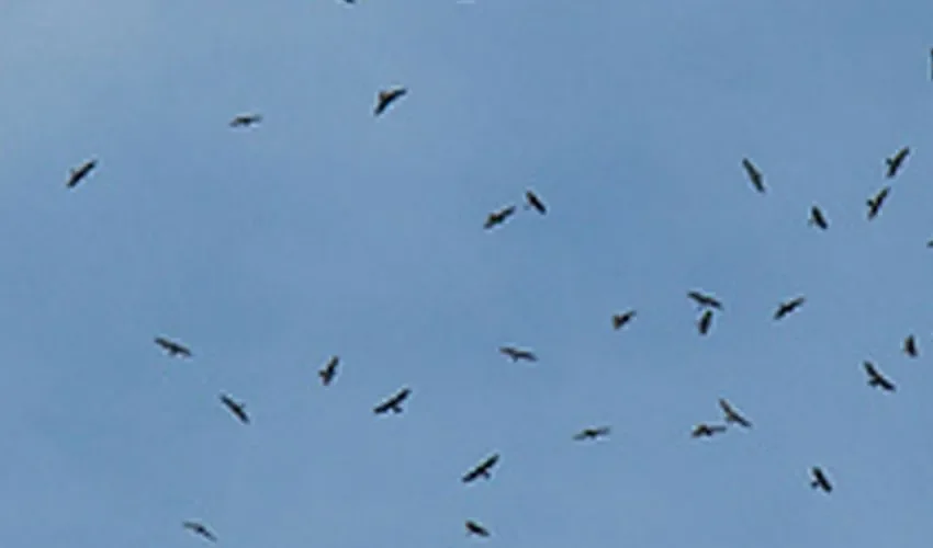 Las aves se mantienen en pleno tránsito.