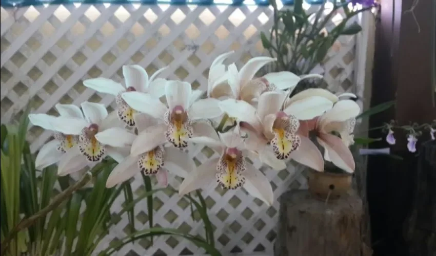 Vista de las orquídeas. 