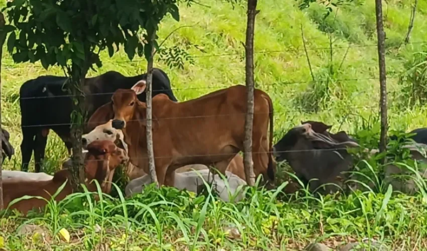 Foto: Melquiades Vásquez. 