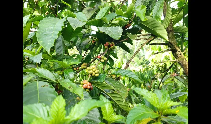 Foto: Eric Montenegro. 