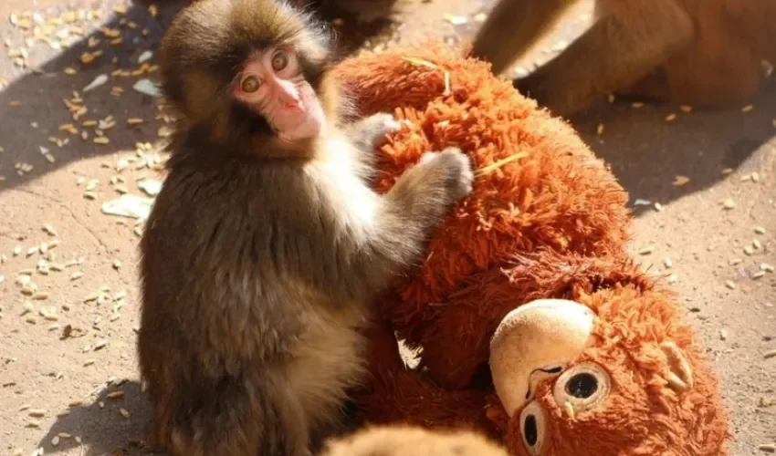 El pequeño macaco japonés abandonado al nacer en el zoológico de la ciudad de Ichikawa en una fotografía del 19 de febrero de 2026. EFE/ Zoológico De La Ciudad Japonesa De Ichikawa