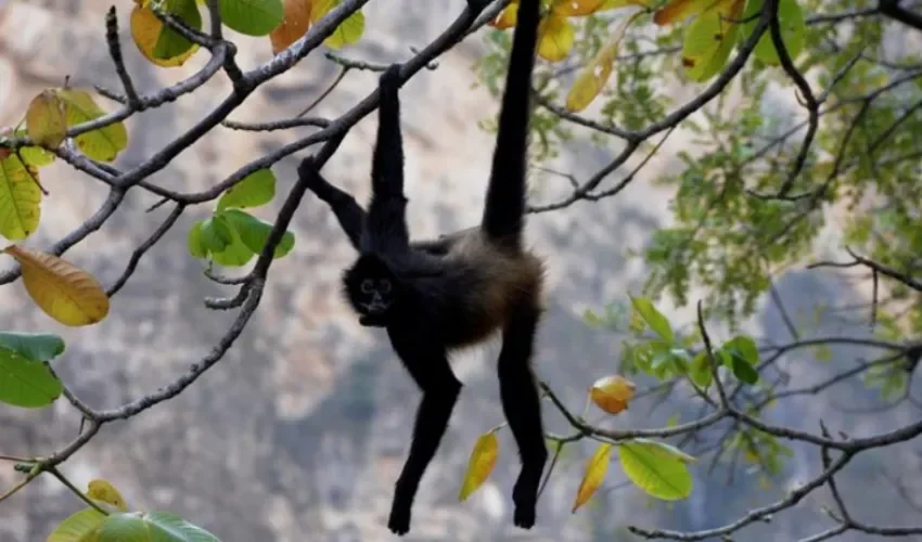 Foto ilustrativa: EFE. 