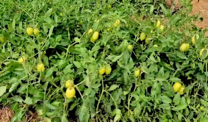 Foto: Thays Domínguez.