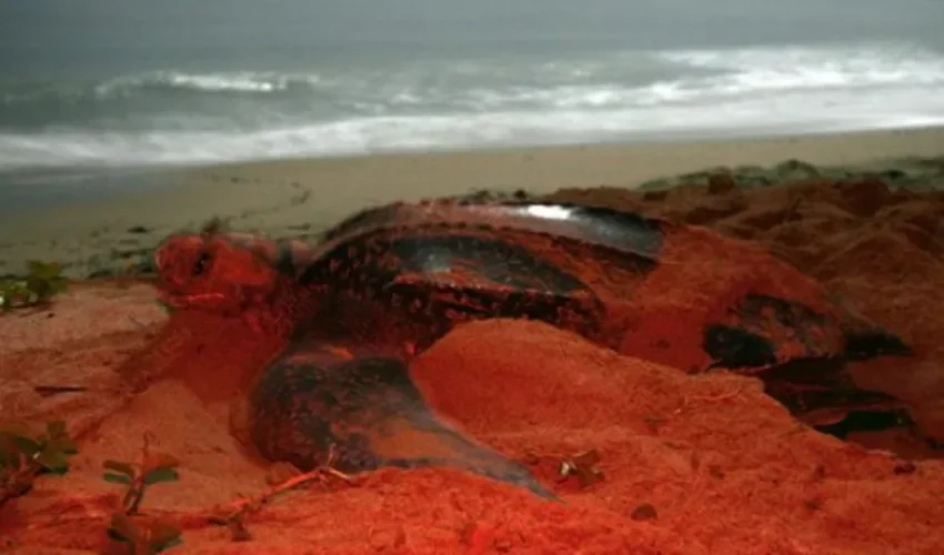 Fotografía de archivo de una tortuga Baula en una playa de Costa Rica. EFE.