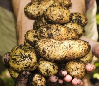 En tiempos de pandemia, la tierra produce, pero ¿quién compra?  