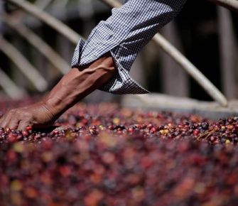 ¿Por qué Panamá no tiene un eje cafetero como Colombia? 