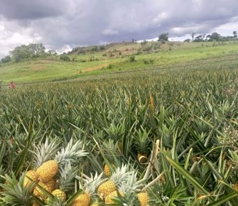 El "tour de la piña", un deseo que busca su espacio 