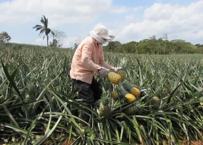  Investigarán el impacto de agroquímicos en ríos cercanos a plantaciones de piña 