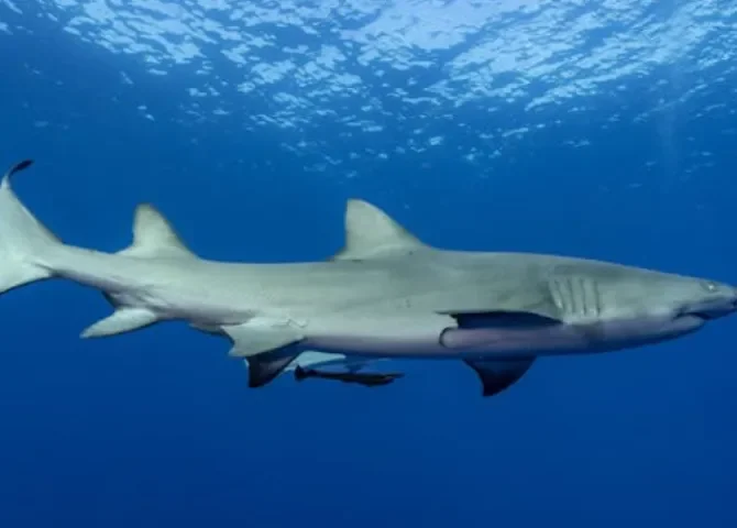  ¡Tengan cuidado! Tiburón ataca a surfista en playa Reina, Veraguas 