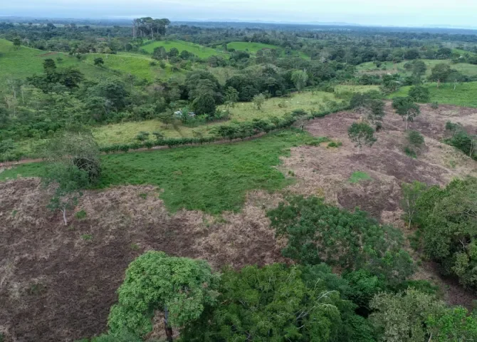  Deforestación, tala y comercio ilegal de madera amenaza bosques naturales en Darién 