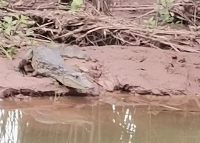  ¡Corrían con el lagarto muerto por las calles! Investigarán supuesto delito contra la fauna silvestre en Cativá 