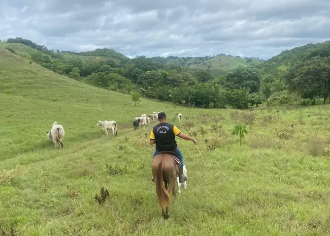  Policía ha recuperado 119 animales con denuncias de hurto pecuario en los últimos nueve meses 