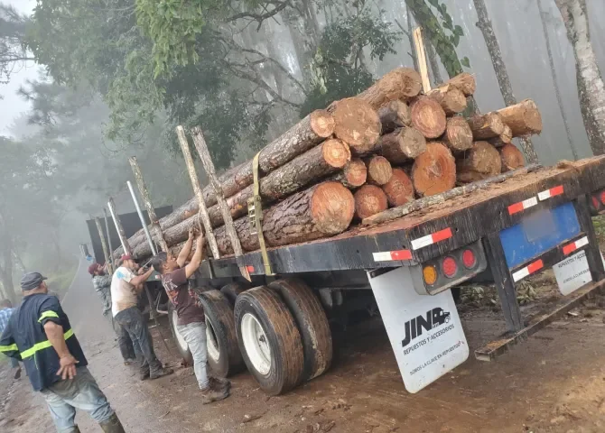  Aclaran sobre tala de árboles de Pino Caribe en área colindante a la Reserva Forestal de Montoso  