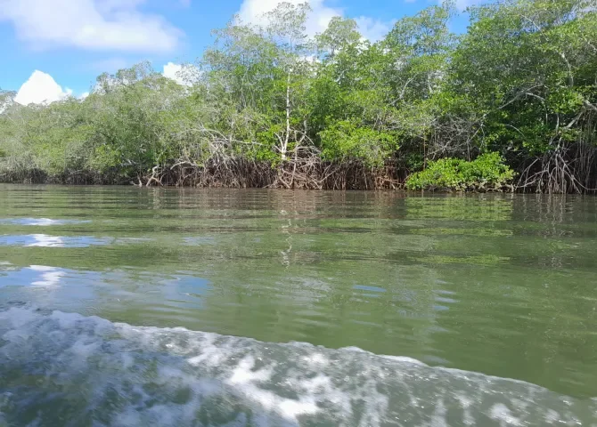  Puerto Barú tiene el compromiso de sembrar 100 hectáreas de nuevos bosques; admiten que tienen prohibido la tala y afectación de árboles de manglar 