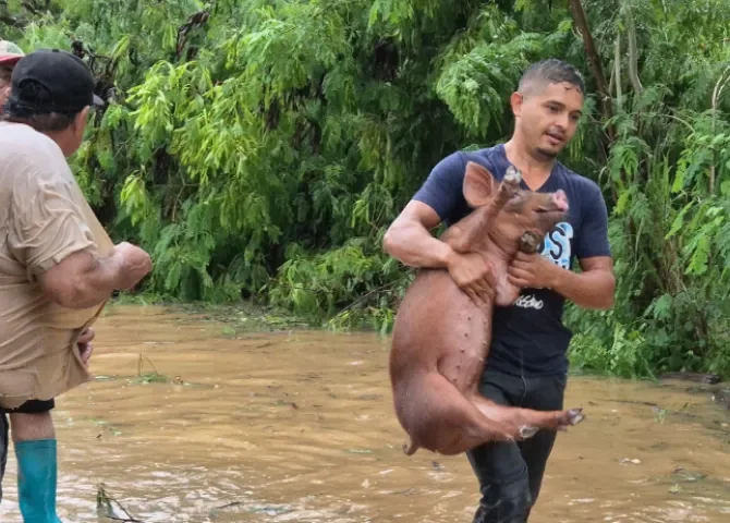  Productores de Azuero enfrentan devastadoras pérdidas tras inundaciones 