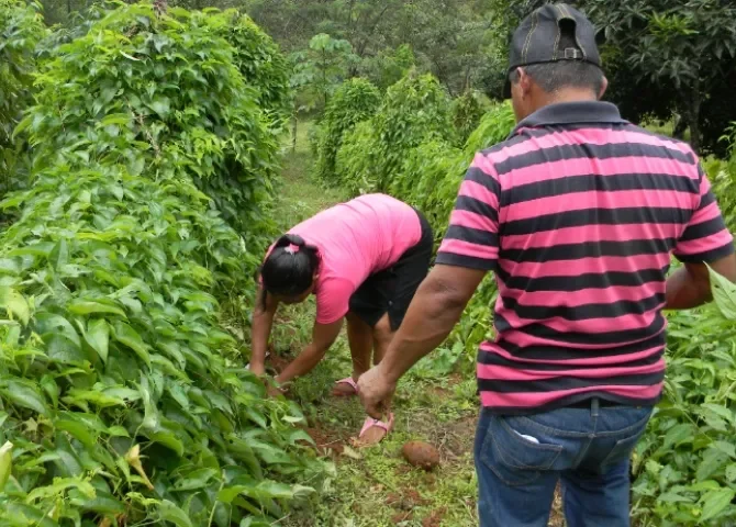  Rechazan modificaciones a ley del Instituto de Innovación Agropecuaria de Panamá  