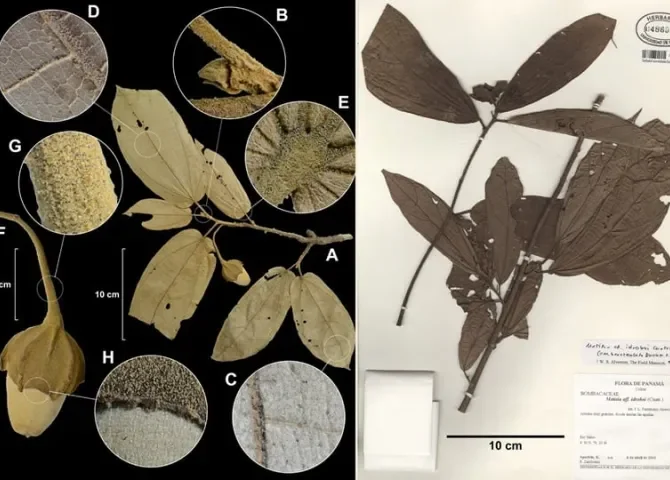  Reportan que Panamá tiene tres nuevas especies de plantas 