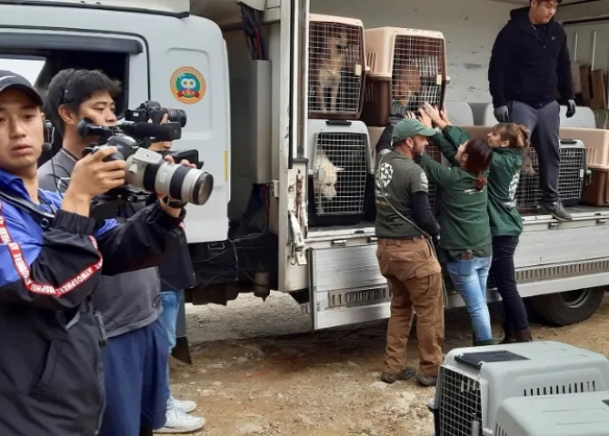  Fotografía de archivo que muestra el rescate de perros en una granja en Yeoju, al sureste de Seúl, Corea del Sur, en 2019. EFE/ Andrés Sánchez Braun 