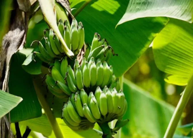  Tras 24 días sin actividad, Chiquita Panamá finaliza contratos con todos sus trabajadores diarios 
