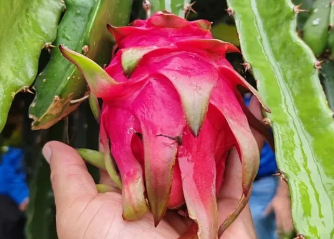  Supervisan plantaciones de pitahaya en Colón 
