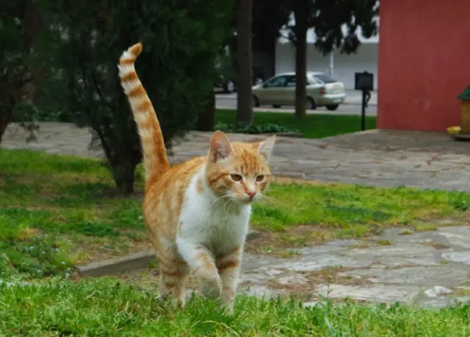  Una mutación única en los gatos explica su color naranja y su fama de ‘agentes del caos’ 
