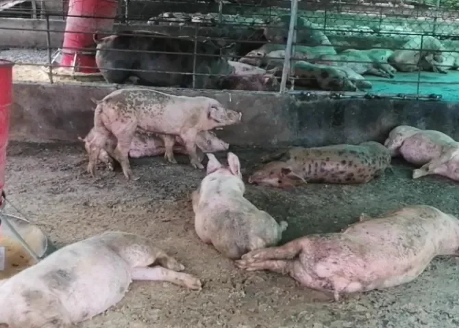  Productores aseguran que la porcinocultura está altamente regulada 