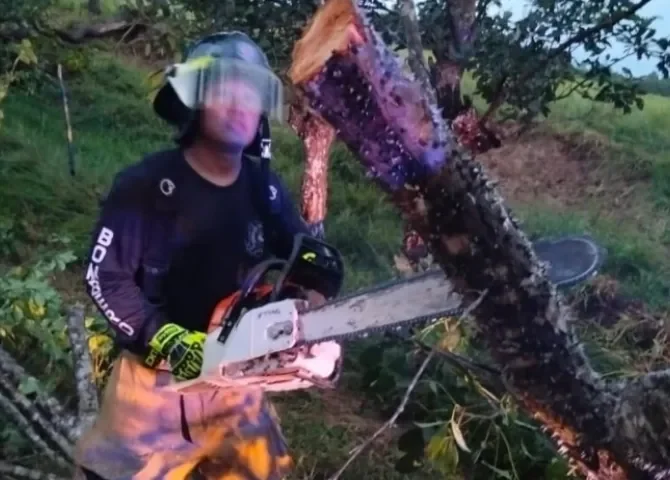  Emergencias por caída de árboles aumentan en la temporada lluviosa 2025 