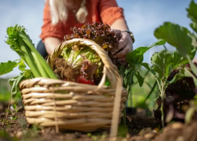  El gran reto del futuro: alimentar a una humanidad que no deja de crecer 