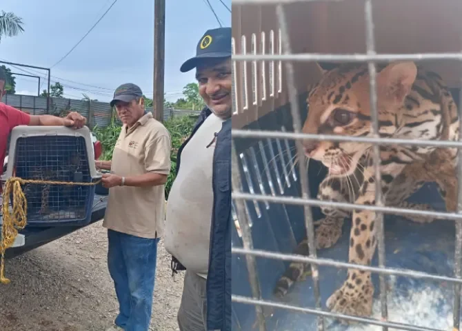  Ocelote es rescatado en Alto de Los Lagos 