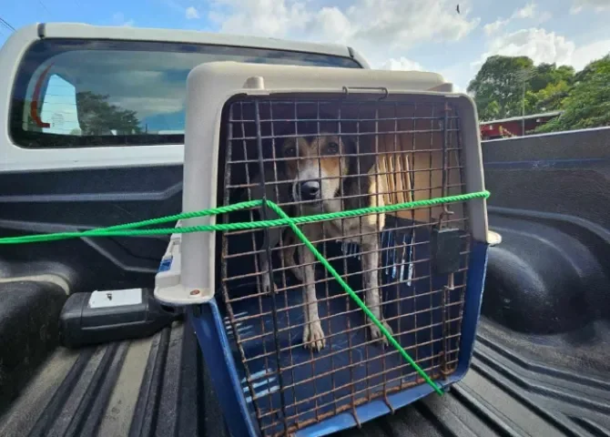  Tribunal mantiene detención a hombre por infringir una muerte cruel a un perro en La Chorrera 