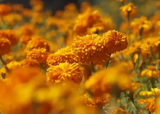  Agricultores cosechan flores de cempasúchil, este 31 de octubre de 2025, en Tenango del Valle, Estado de México (México). EFE/ Felipe Gutiérrez 