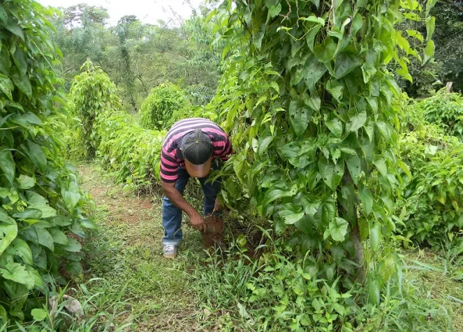  Centro Agroindustrial y Bioeconómico: la apuesta para modernizar el agro en Panamá Oeste 