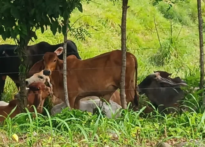  Foto: Melquiades Vásquez.  