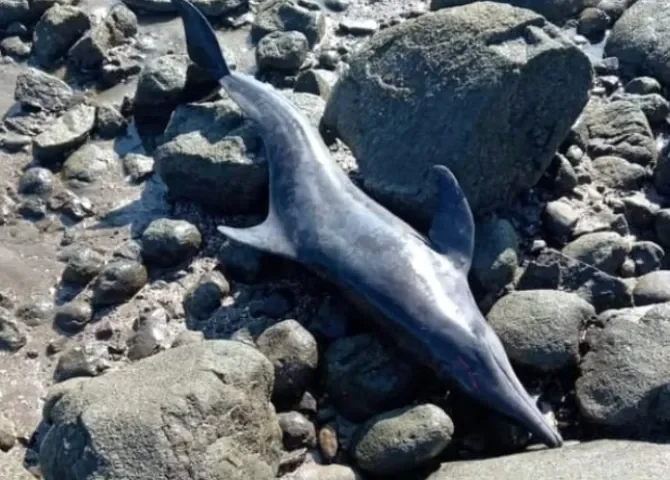  Foto: Thays Domínguez.  