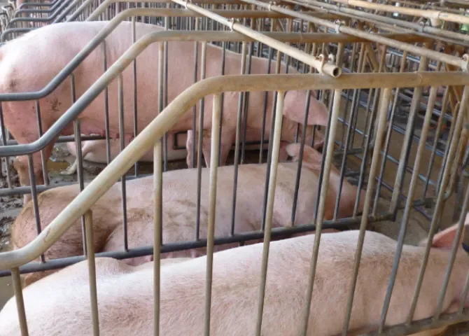  Productores porcinos alertan impacto del TLC con EE.UU. en la producción nacional 