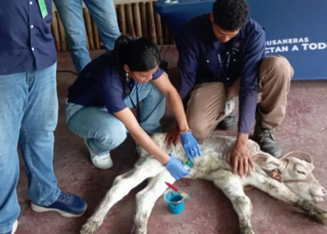  Orientan sobre la vigilancia para detectar el gusano barrenador en Colón  