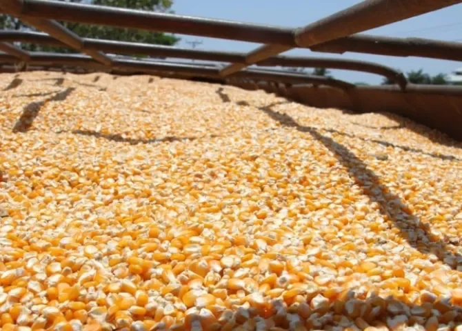  Foto: Thays Domínguez.  