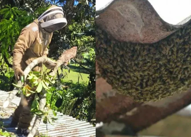  Crece presencia de abejas africanizadas en zonas residenciales 