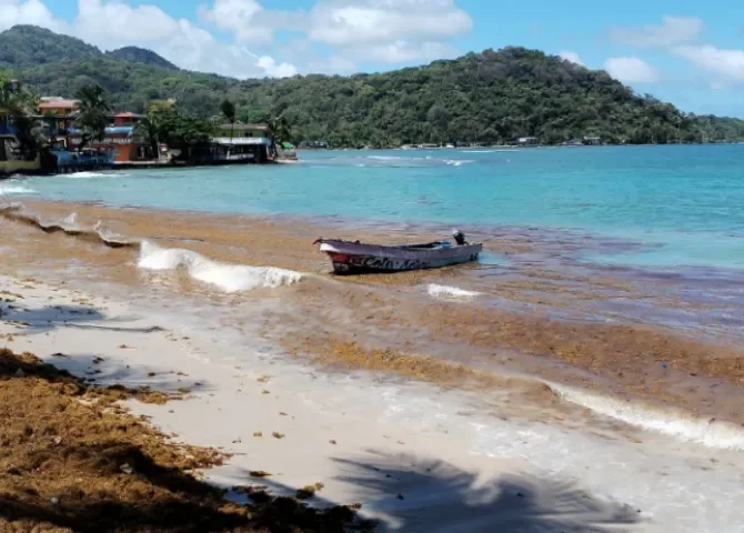  Alerta en Portobelo por acumulación de algas en varias playas 