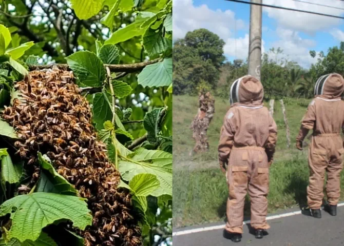  Enjambre de abejas cobra una vida en comunidad de la comarca  