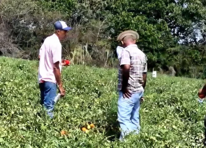  Foto: Thays Domínguez.  